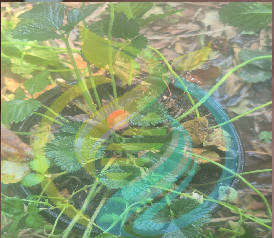 Wild strawberry plant