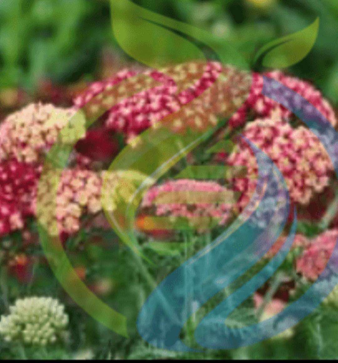 Yarrow seed pink and red