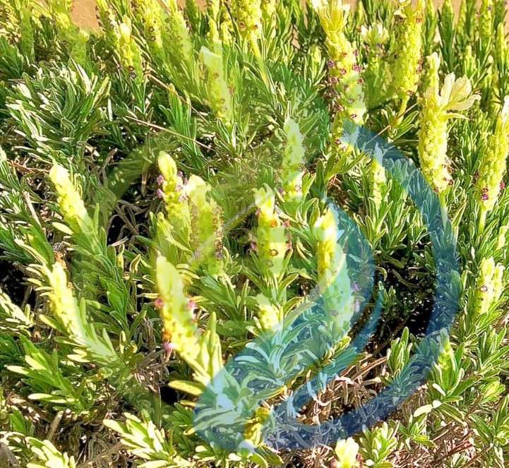 Yellow Lavender Plants
