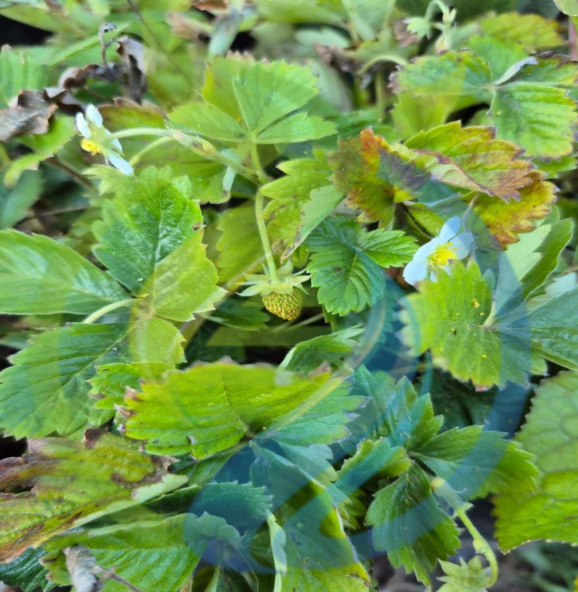 Alpine yellow wonder strawberry seeds