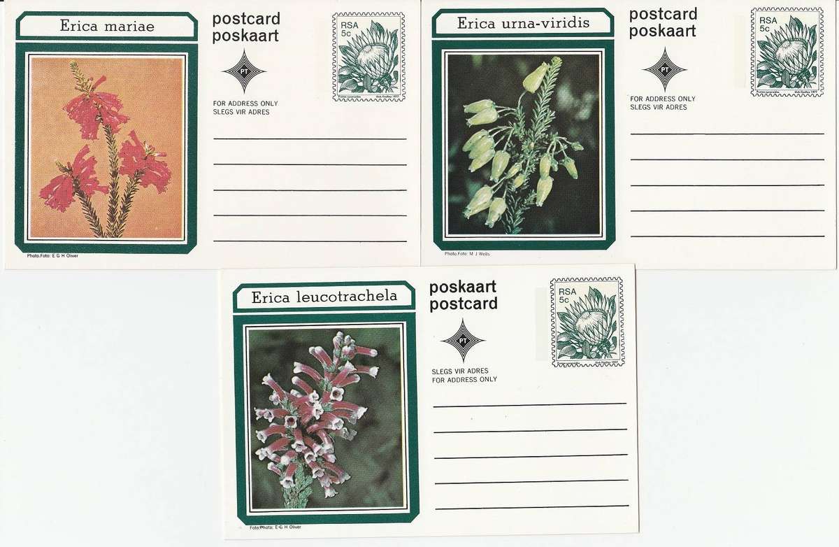 South Africa Postcards "Erica" x 10 unused as scans