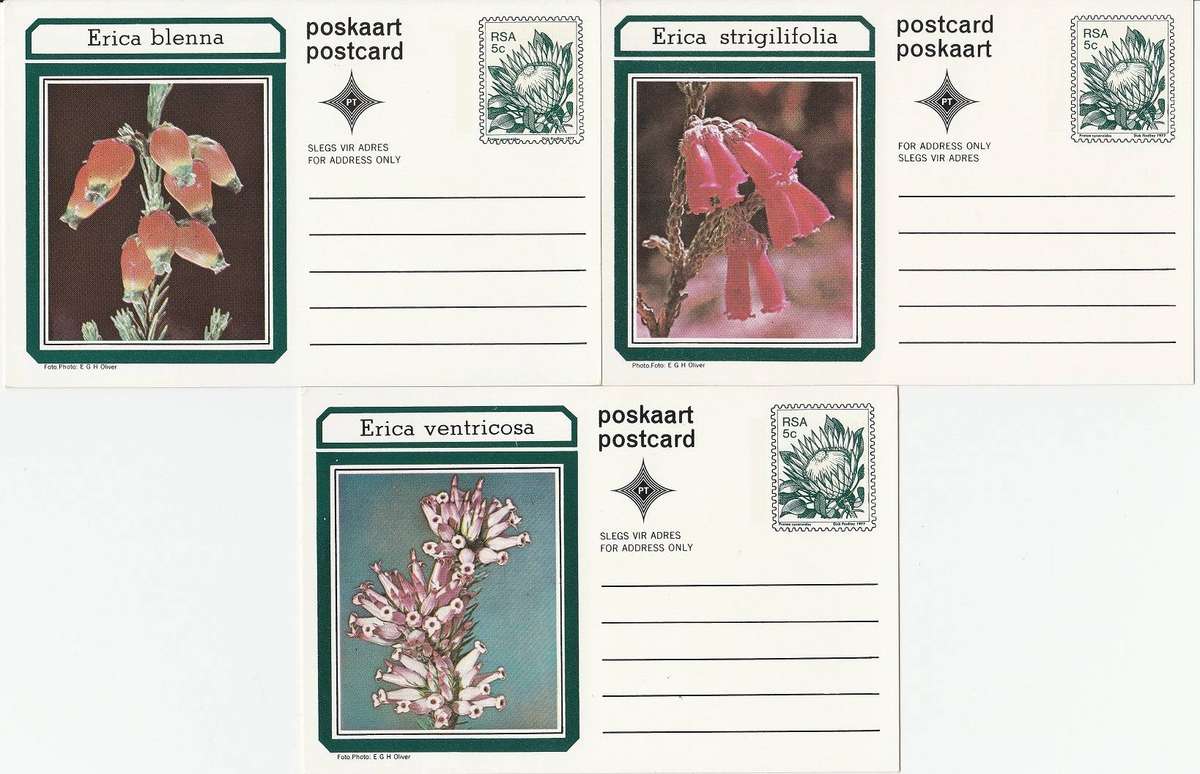 South Africa Postcards "Erica" x 10 unused as scans
