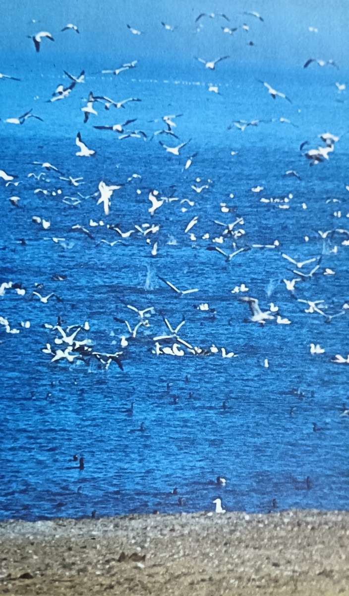 Waterbirds of Southern Africa - Peter Ginn & Geoff McIlleron - Hardcover - 143 pages