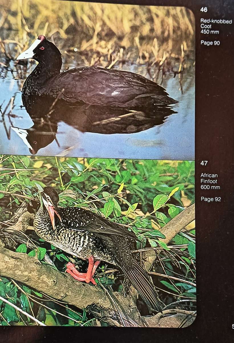 Waterbirds of Southern Africa - Peter Ginn & Geoff McIlleron - Hardcover - 143 pages