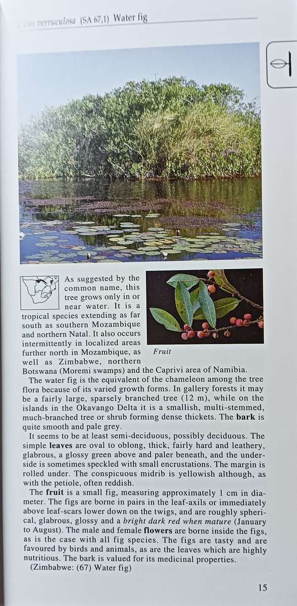 Southern African Trees a Photographic Guide - Piet van Wyk - Softcover - 144 pages