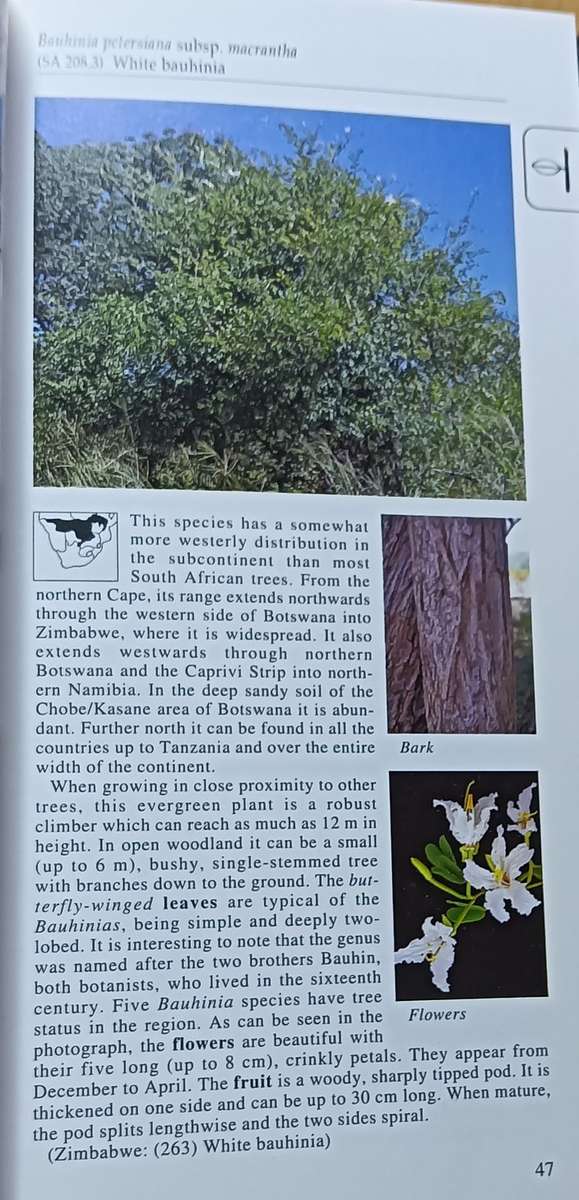 Southern African Trees a Photographic Guide - Piet van Wyk - Softcover - 144 pages