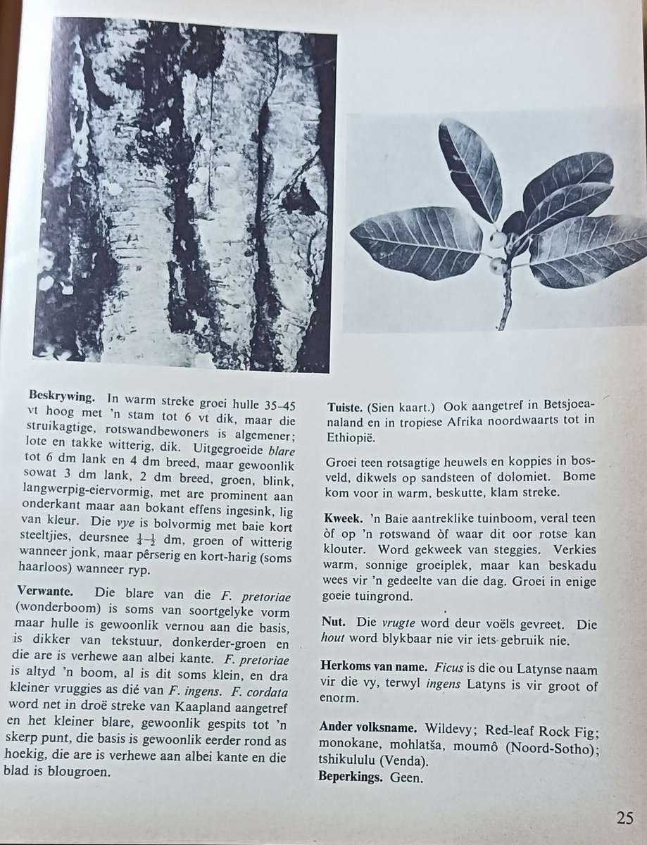 Ses en Sestig Transvaalse Bome - Softcover - 175 pages