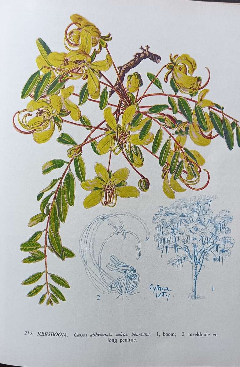 Ses en Sestig Transvaalse Bome - Softcover - 175 pages