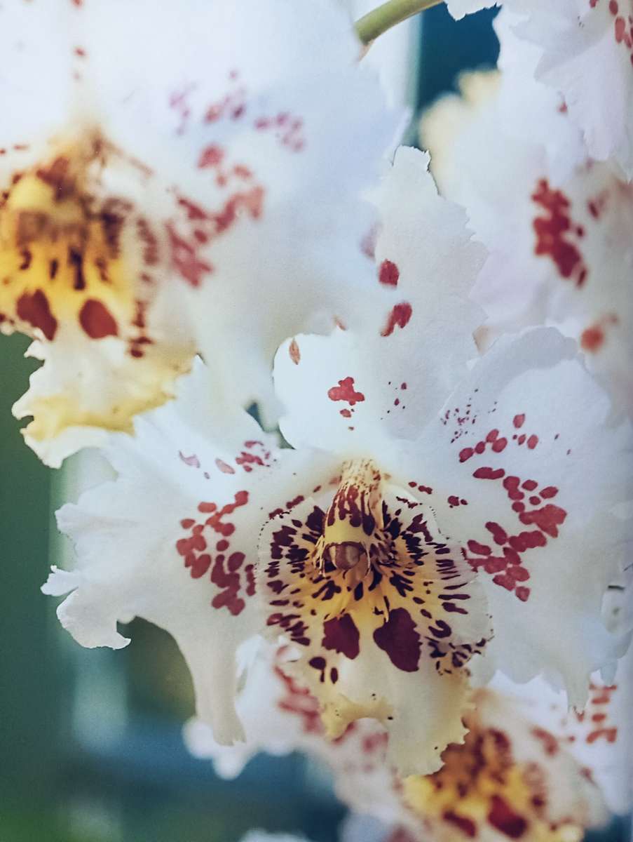 The Practical Encyclopedia of Orchids - A Guide to Orchids and their Cultiva - Softcover - 256 pages