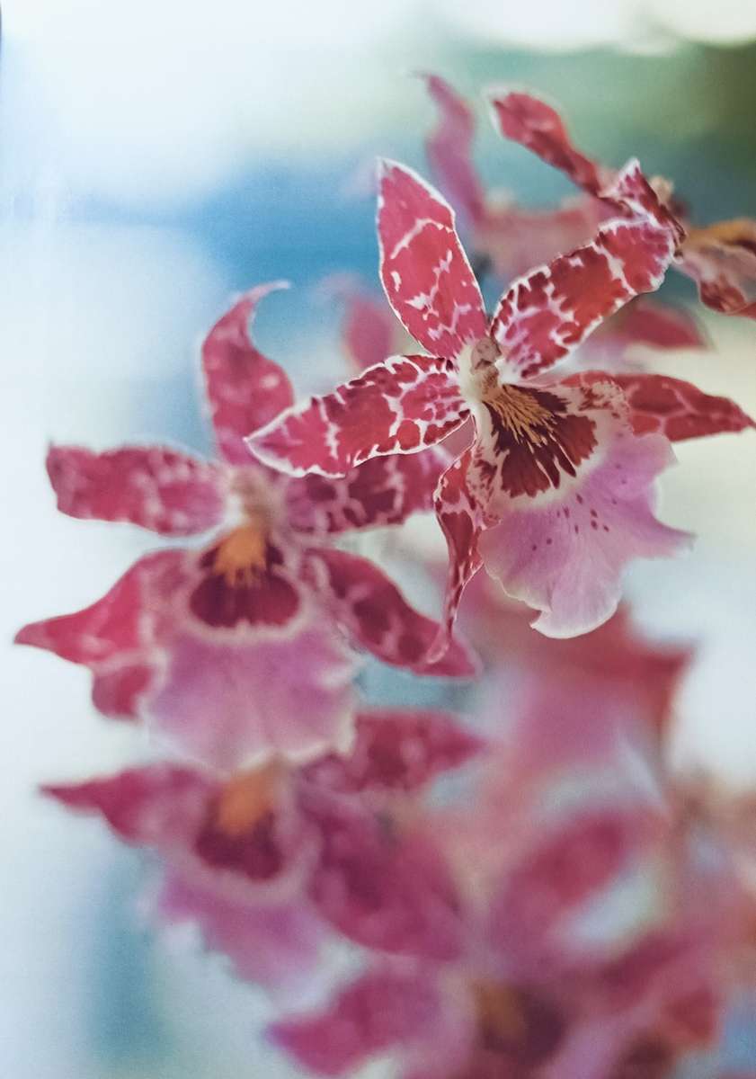 The Practical Encyclopedia of Orchids - A Guide to Orchids and their Cultiva - Softcover - 256 pages