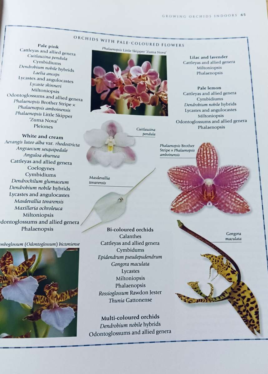 The Practical Encyclopedia of Orchids - A Guide to Orchids and their Cultiva - Softcover - 256 pages