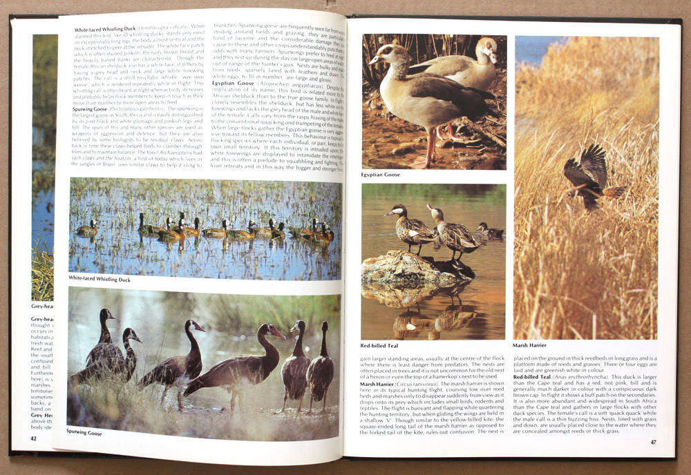 Everyone's Guide to South African Birds - Ian Sinclair and John Mendelsohn