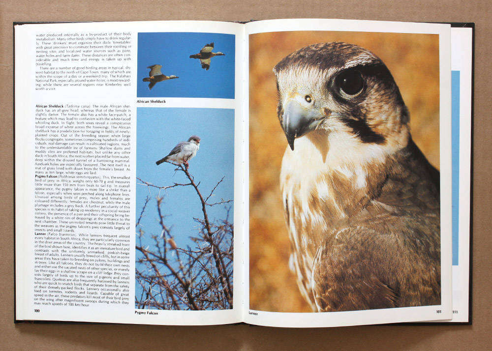 Everyone's Guide to South African Birds - Ian Sinclair and John Mendelsohn