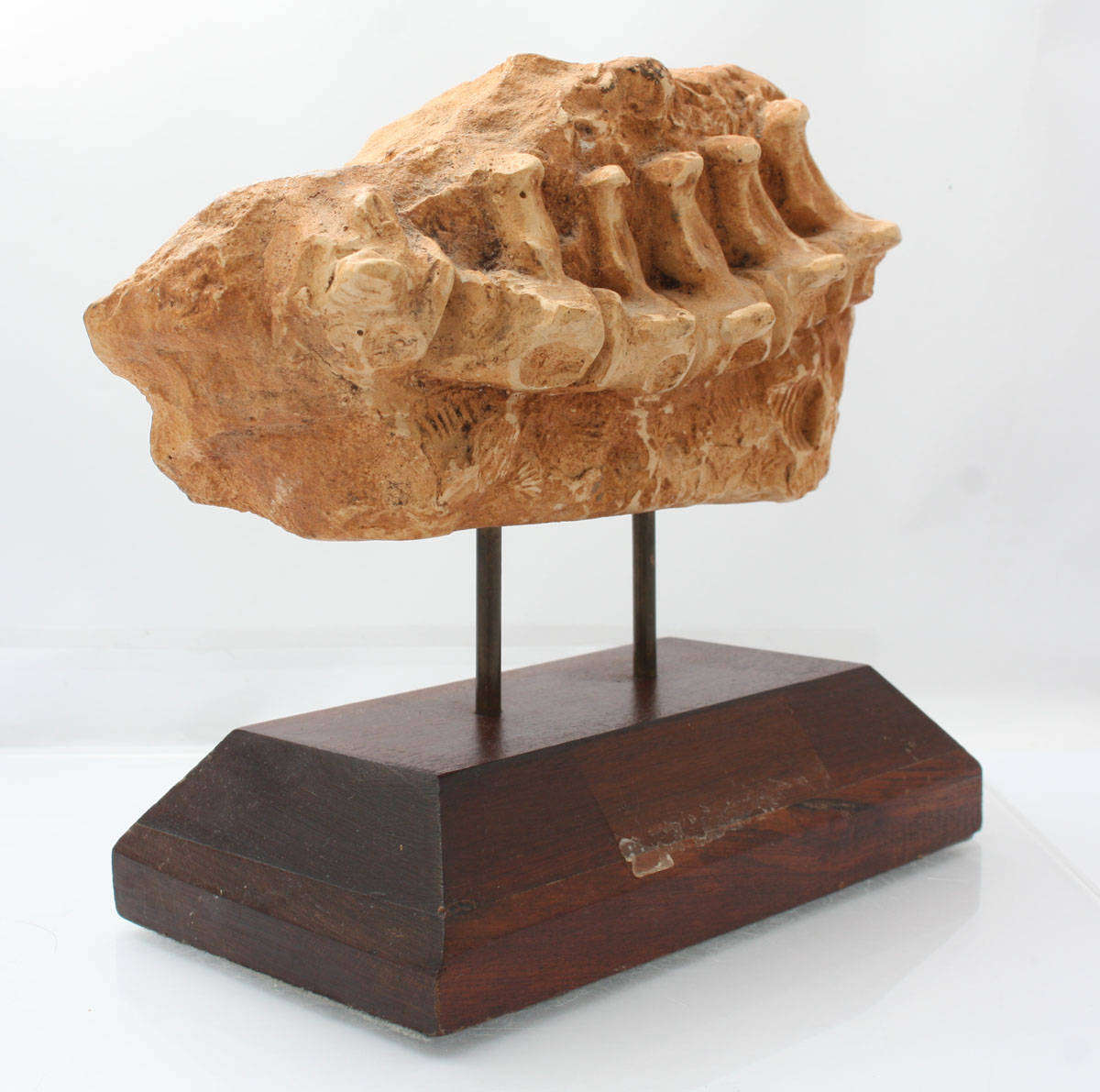 Fossil Casting