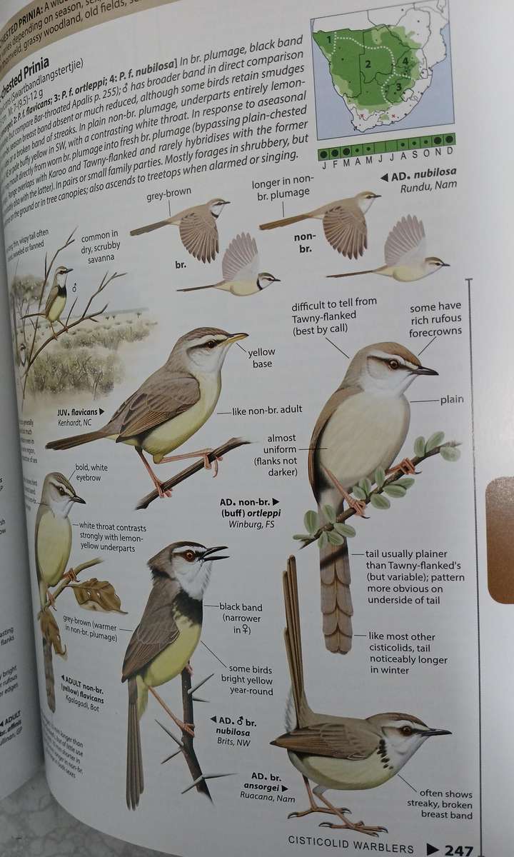 BooK: Chamberlain's LBJ's