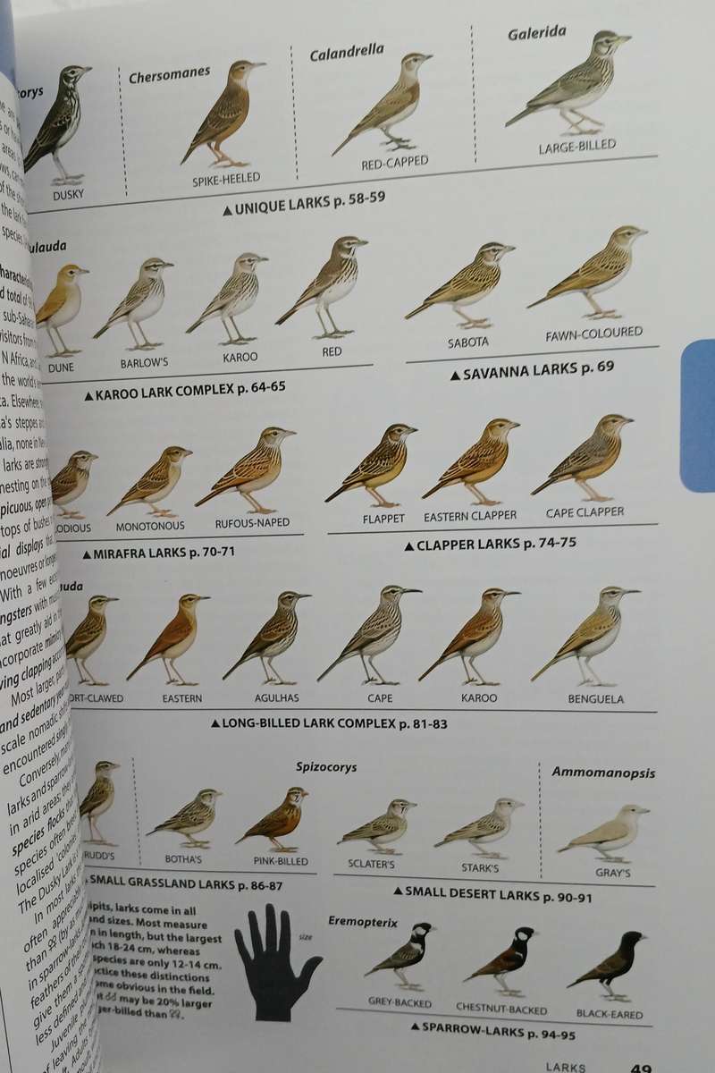 BooK: Chamberlain's LBJ's