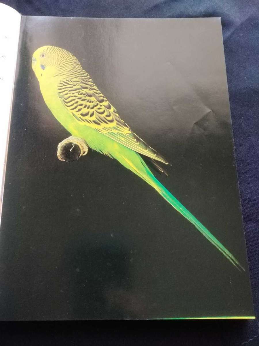 John Scoble The Complete Book of Budgerigars