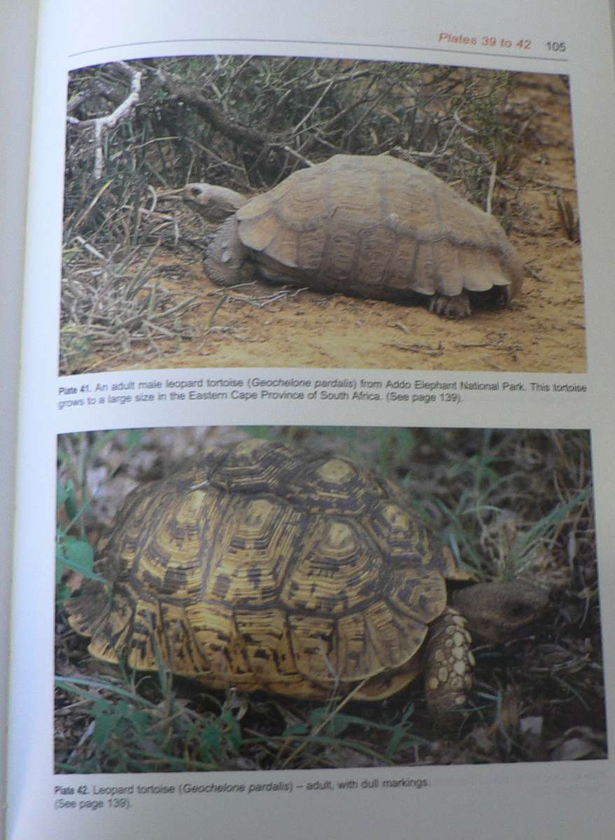 The Southern African Tortoise book Boycott and Bourquin