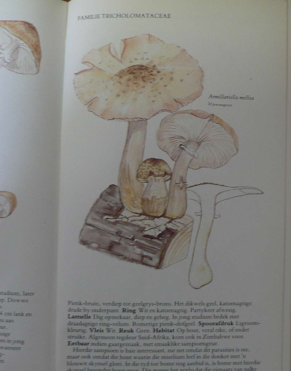 `n Veldgids tot die sampioene van Suid-Afrika