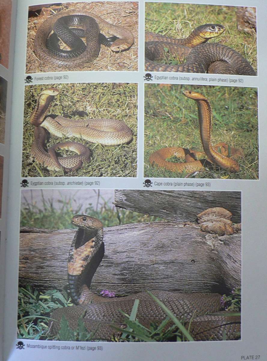 Field guide to the snakes and other reptiles of Southern Africa by Bill Branch