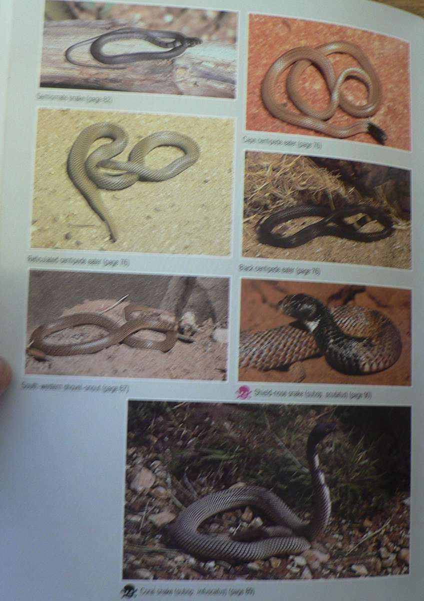 Field guide to the snakes and other reptiles of Southern Africa by Bill Branch