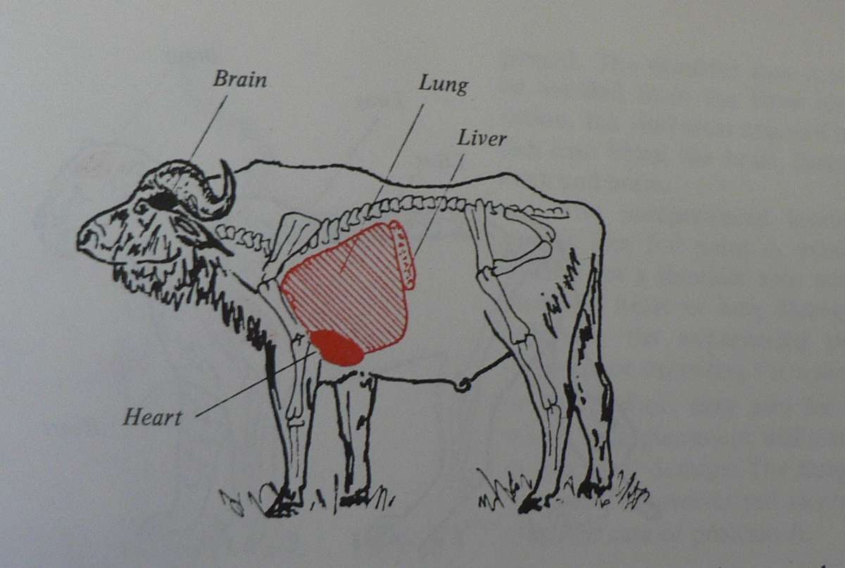 A Hunter`s Handbook by Tim Ivins(ed.) (hunting)