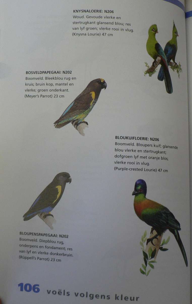 Newman se voels volgens kleur deur Kenneth Newman(bird guide)