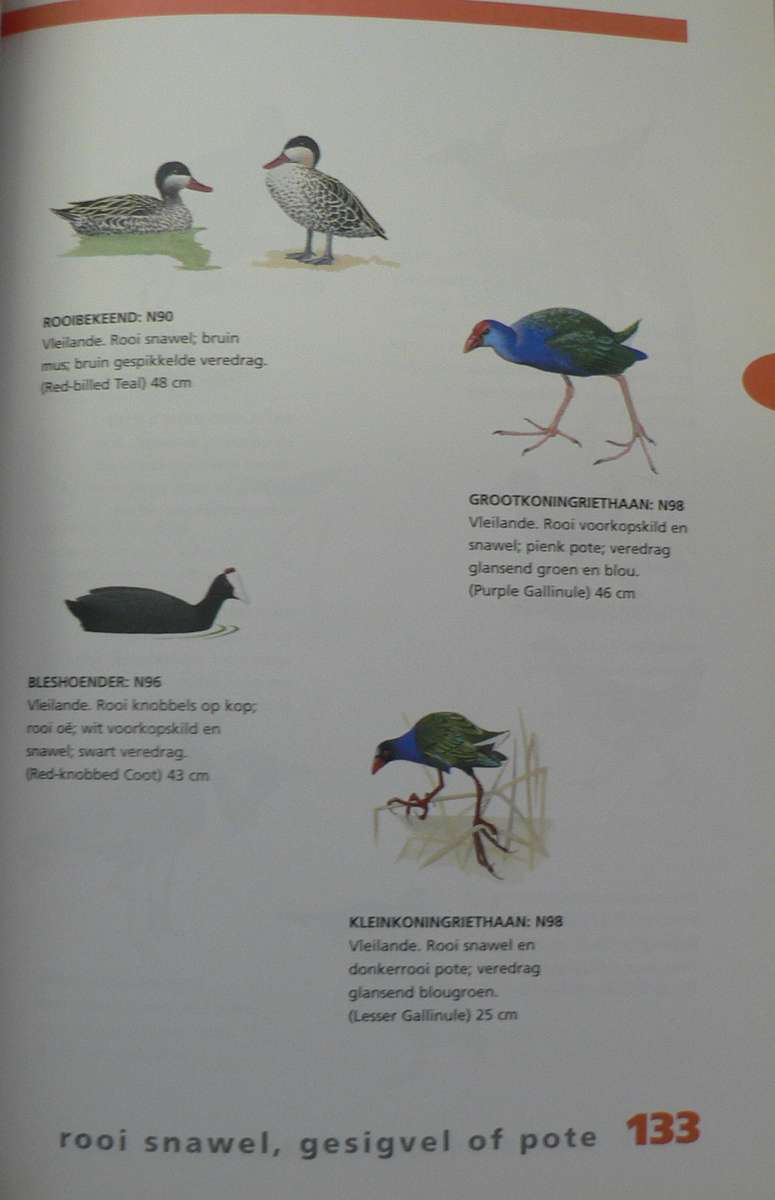 Newman se voels volgens kleur deur Kenneth Newman(bird guide)