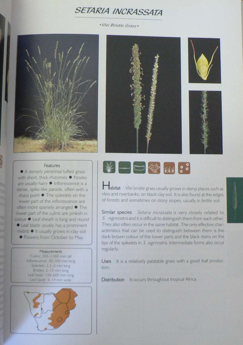 Guide to grasses of Southern Africa by Fritz van Oudtshoorn