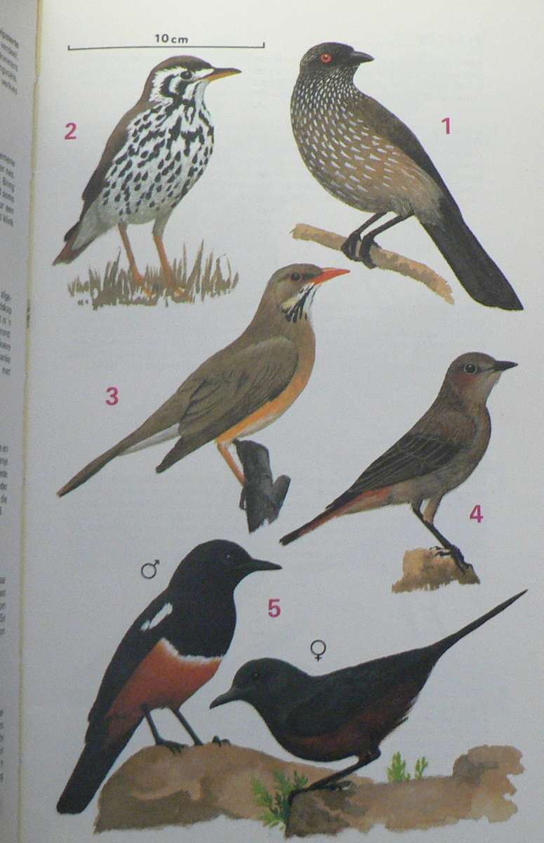 Voels van die Nasionale Krugerwildtuin deur Kenneth Newman(bird guide)