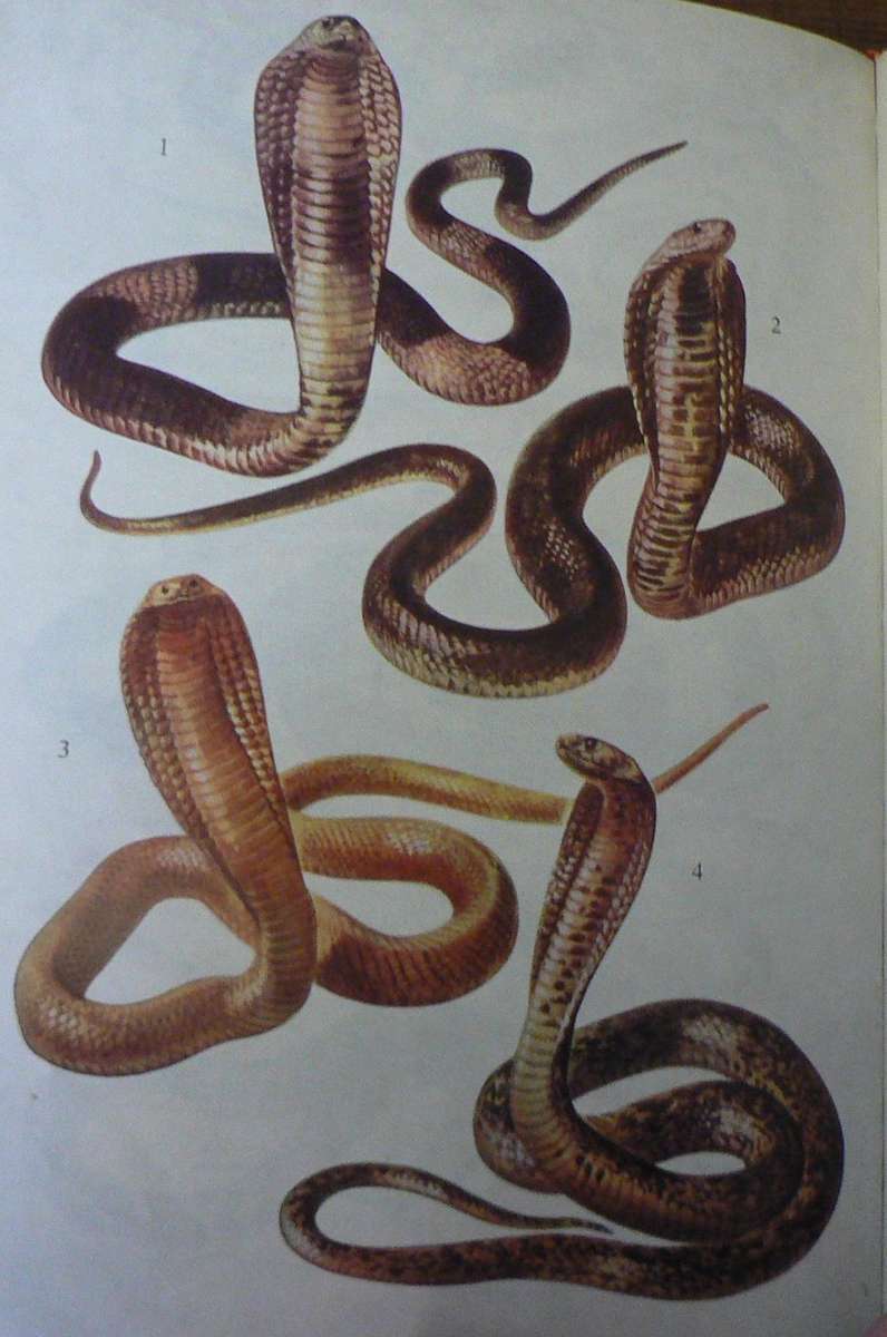 Set of 3 southern African nature Guides (birds, trees and snakes)