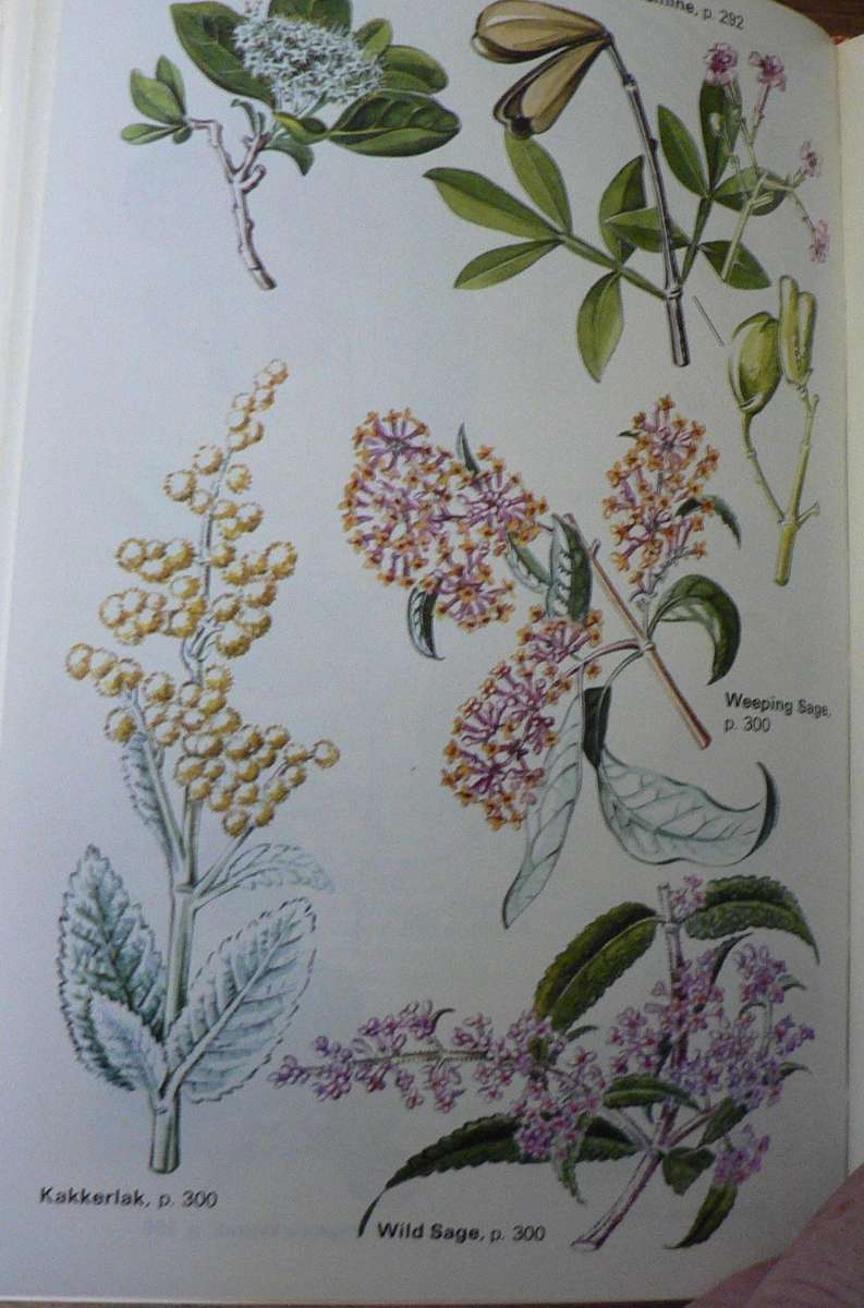 Set of 3 southern African nature Guides (birds, trees and snakes)