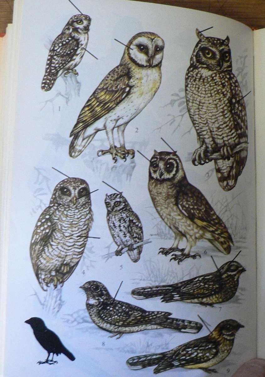 Set of 3 southern African nature Guides (birds, trees and snakes)