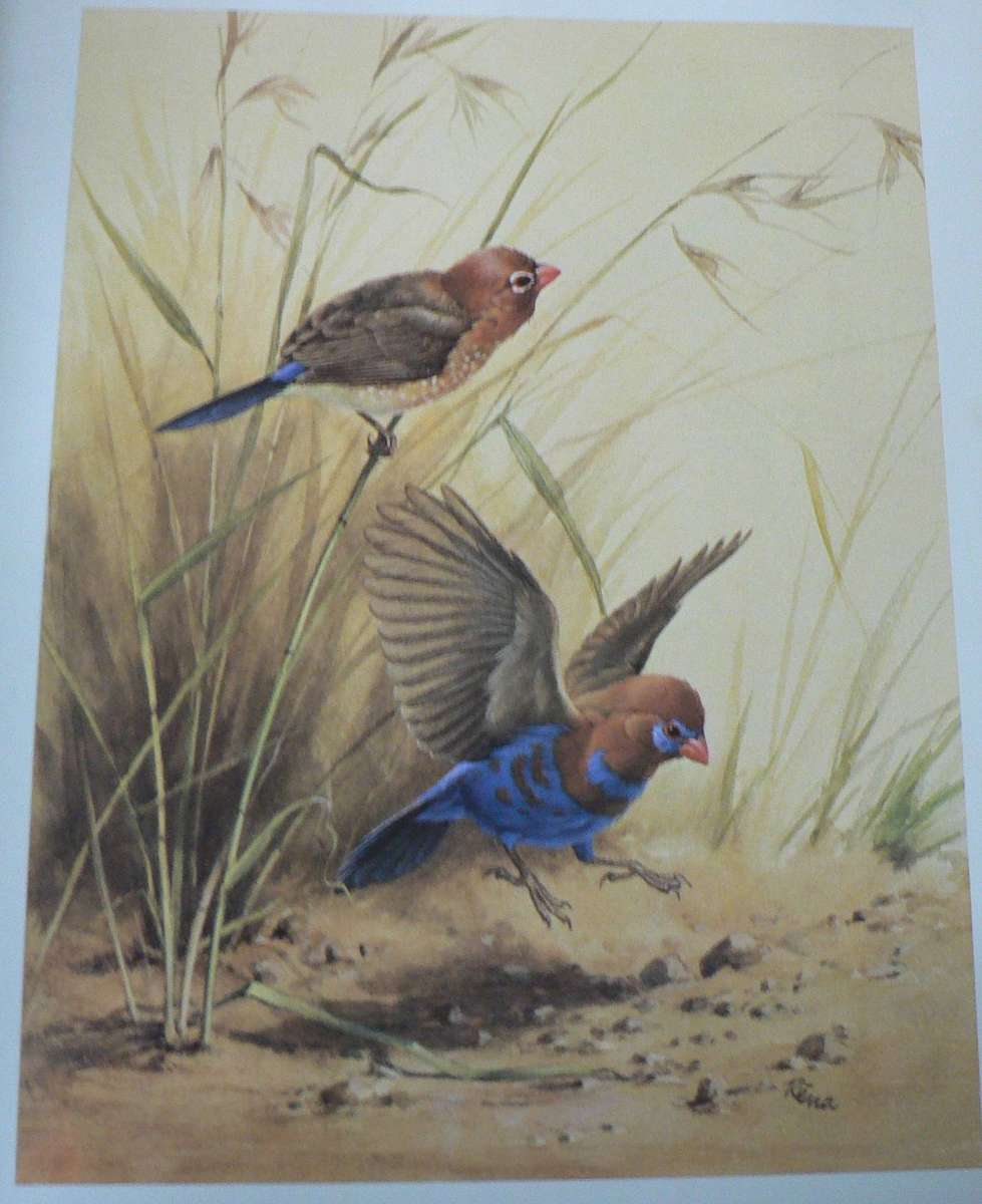 Birds of the African Bush by Leslie Brown and Rena Fennessy(beautiful colour plates)