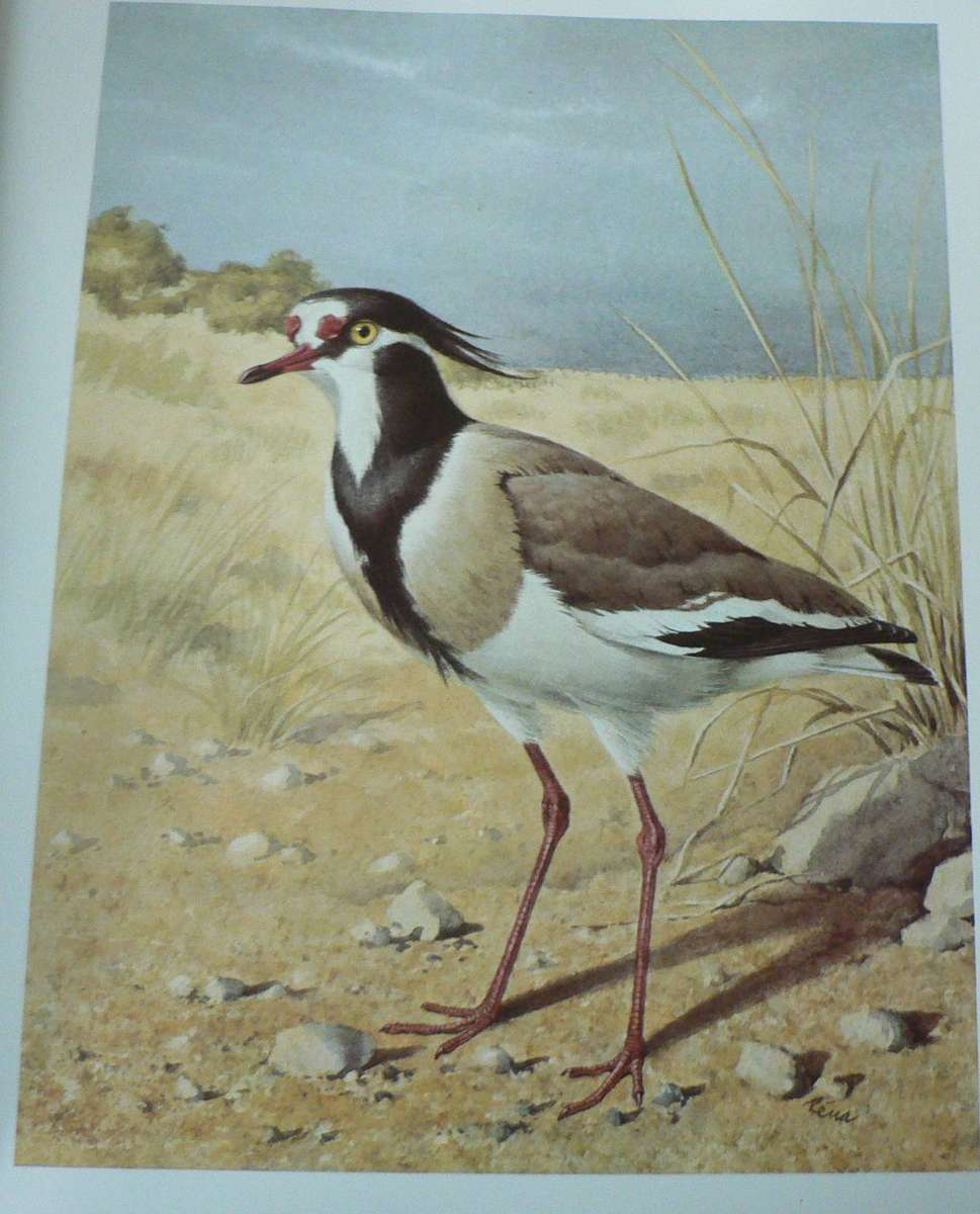 Birds of the African Bush by Leslie Brown and Rena Fennessy(beautiful colour plates)