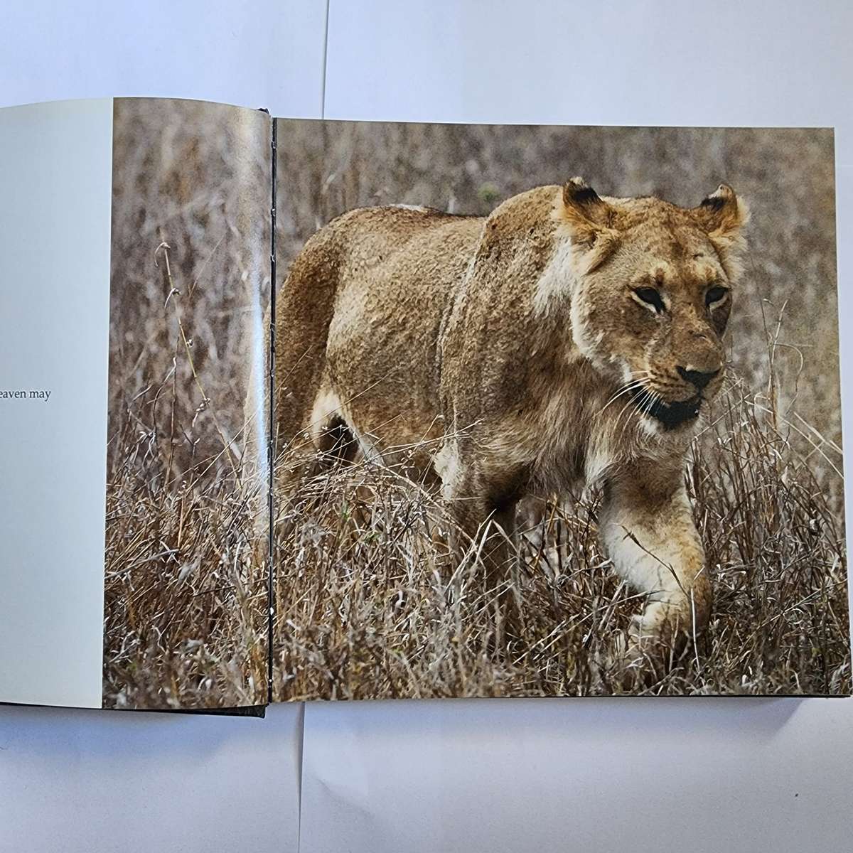 My Book by Brian Joffe