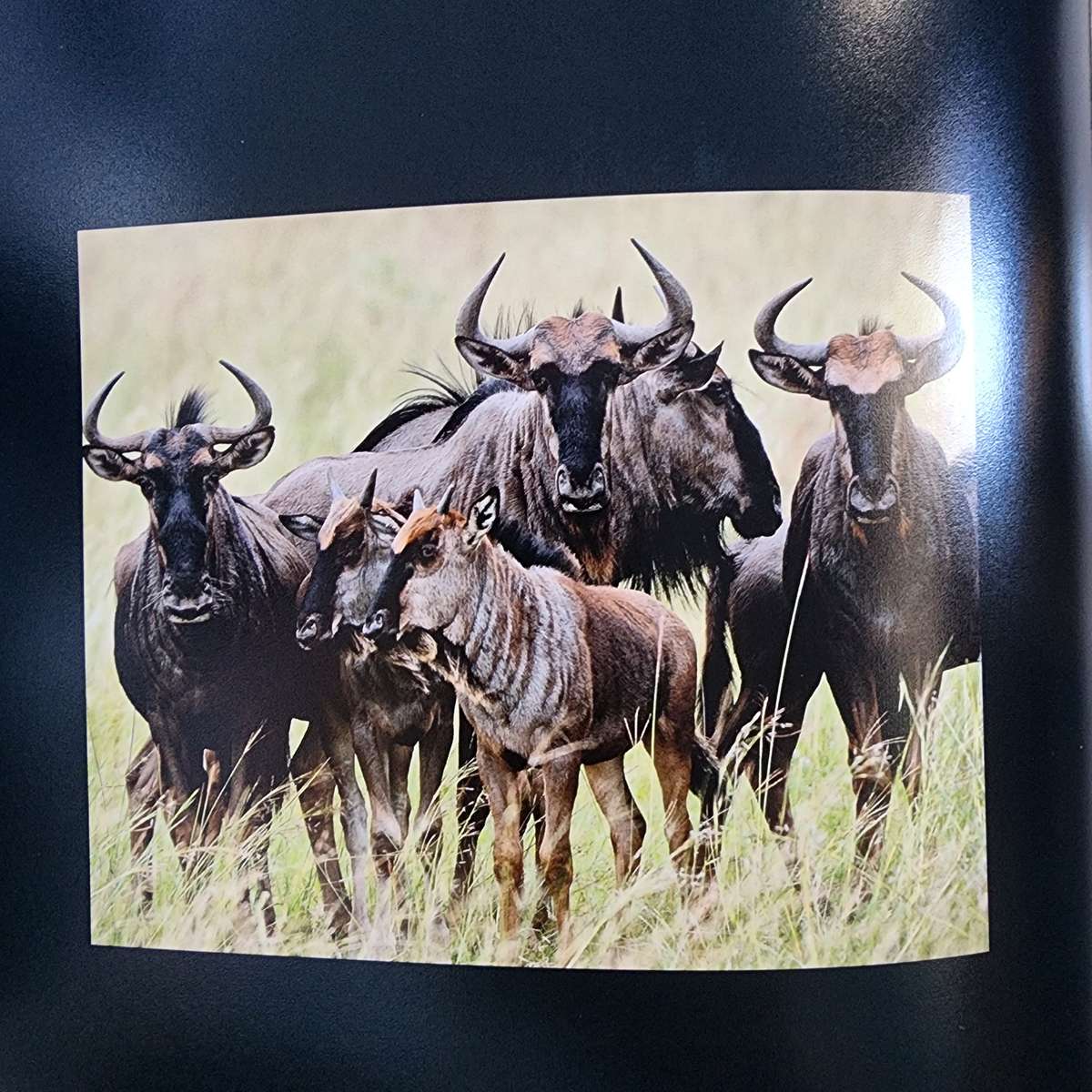 My Book by Brian Joffe