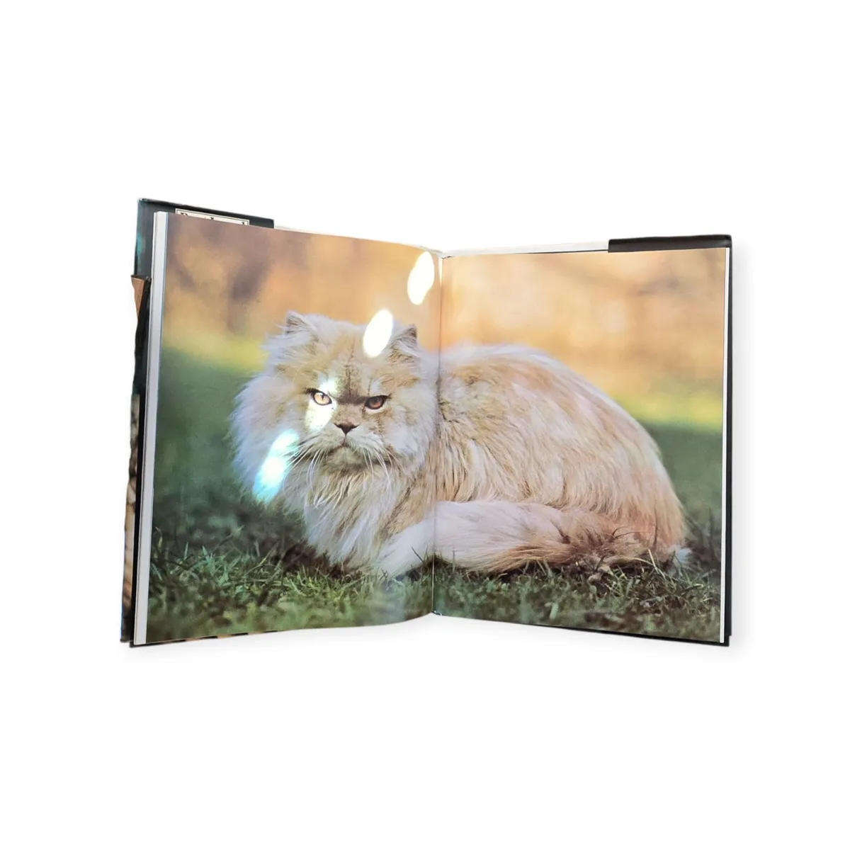 Best loved cats of the world - Peter McHoy