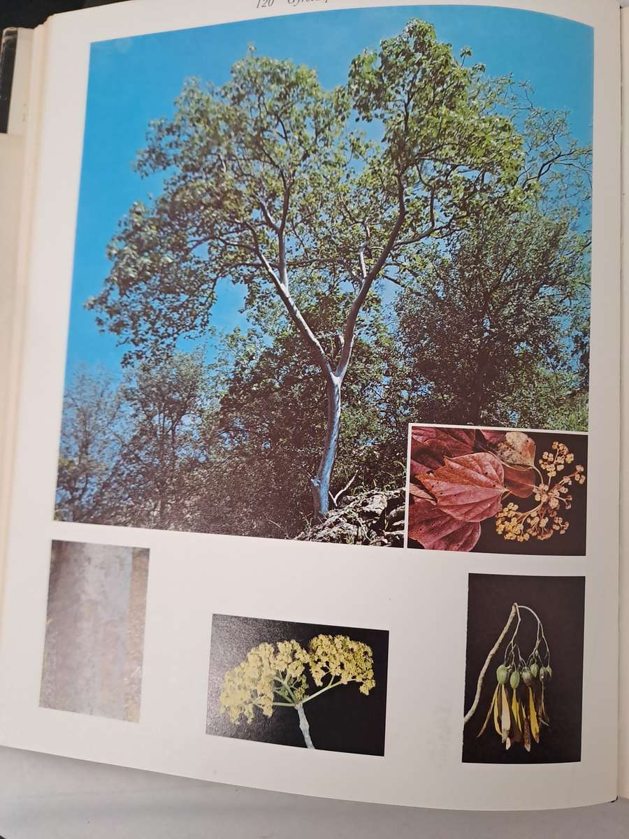 TREES OF THE KRUGER NATIONAL PARK.  2 volumes. By P Van Wyk.