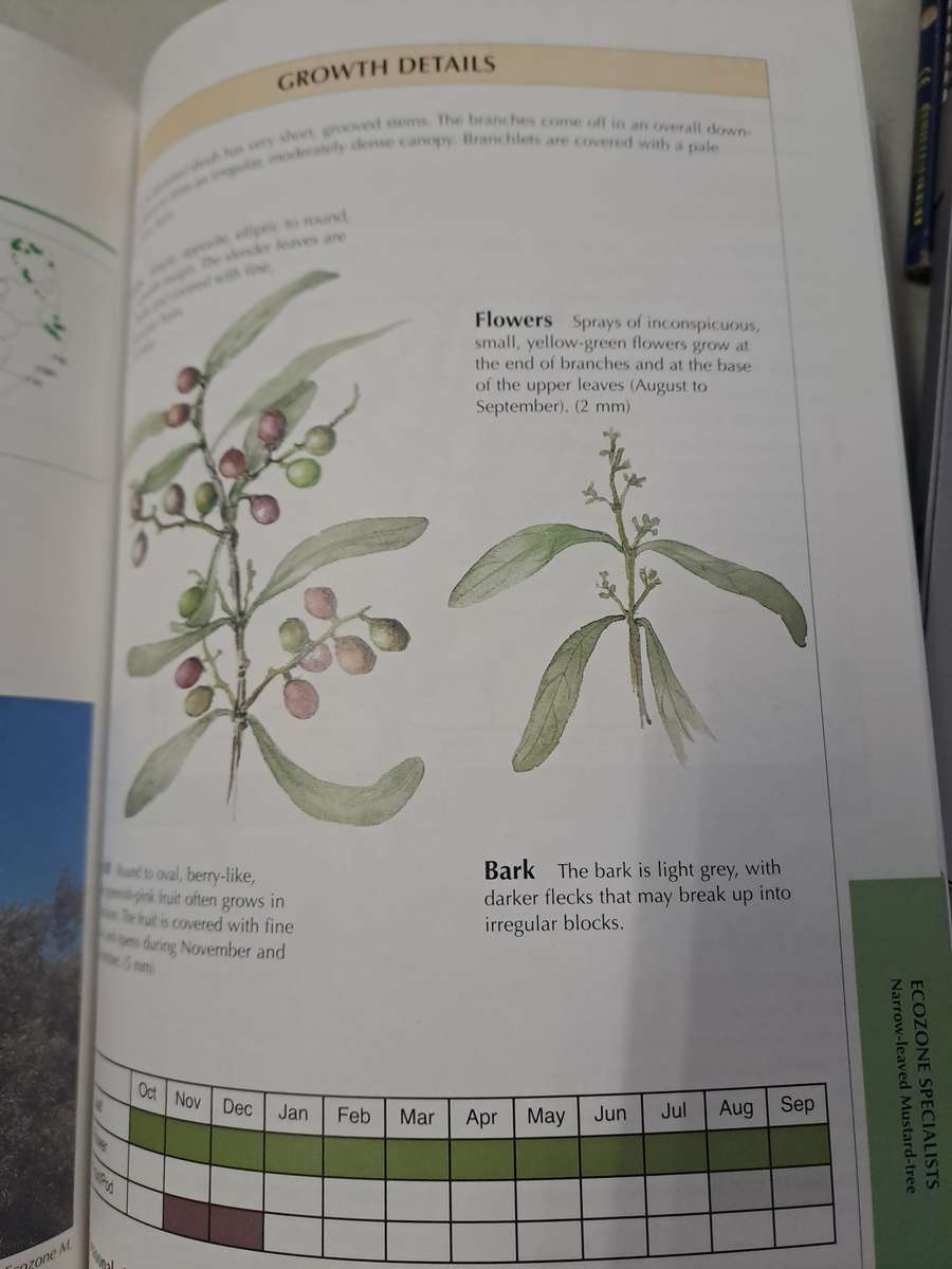 SAPPI TREE SPOTTING LOWVELD INCLUDING KRUGER NATIONAL PARK.