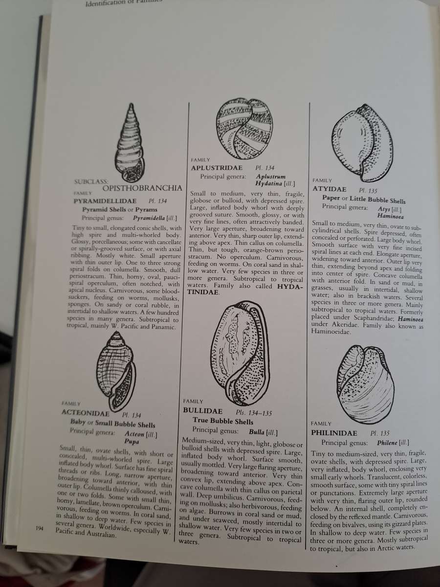 A COLLECTOR'S GUIDE TO SHELLS OF THE WORLD.  BY J Eisenberg