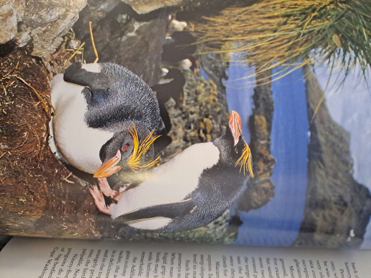 PENGUINS OF THE WORLD.  By W Lynch