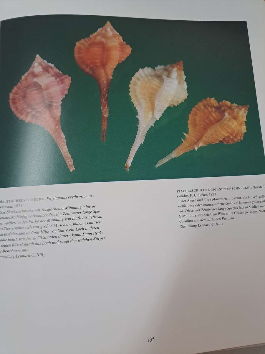 MUSCHELN (SHELLS)  By S Meere