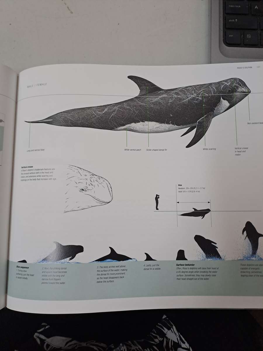 WHALES DOLPHINS & PORPOISES