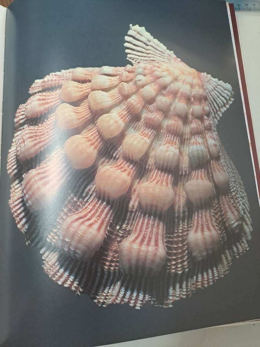 MUSCHELN (SHELLS)  By S Meere