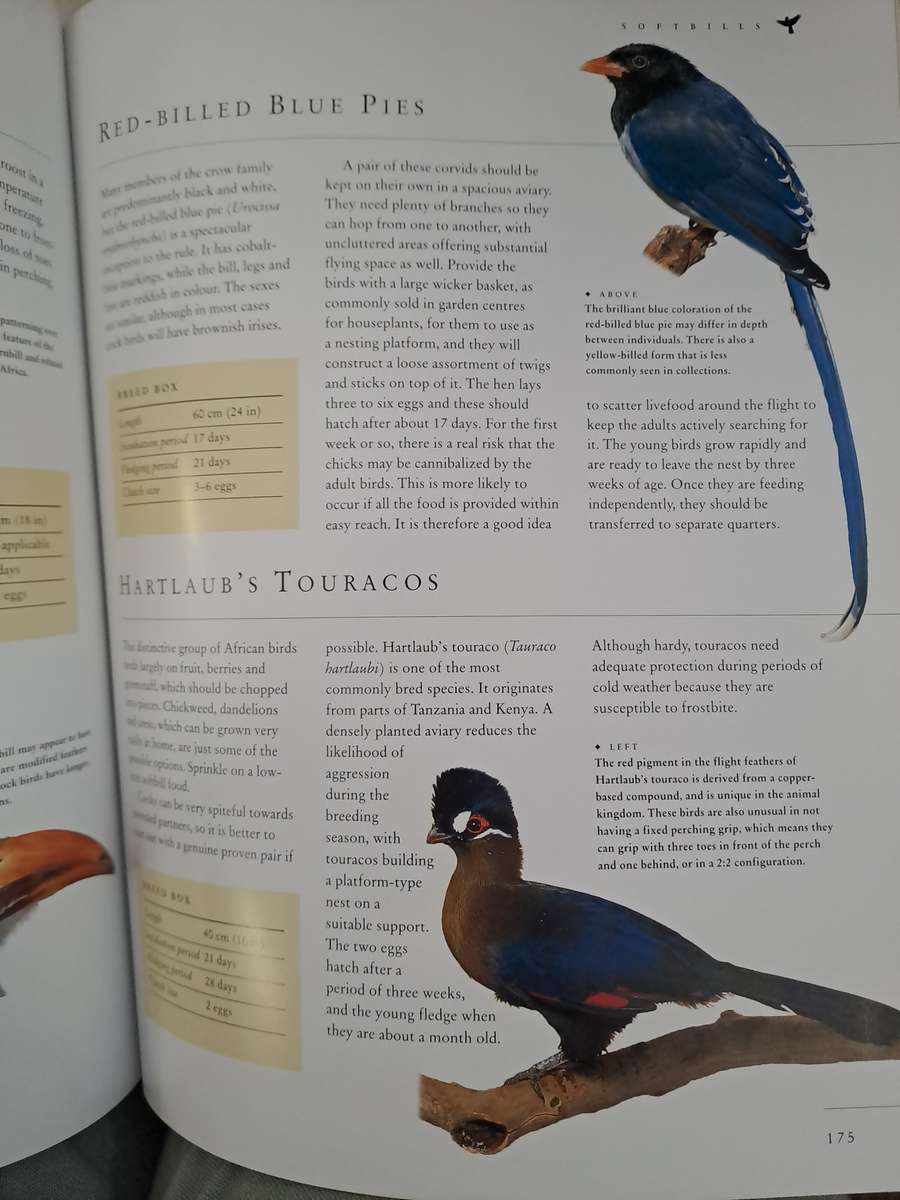 CAGED AND AVIARY BIRDS. By D Alderton