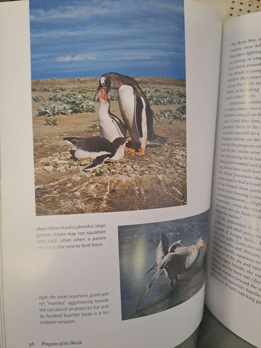 PENGUINS OF THE WORLD.  By W Lynch