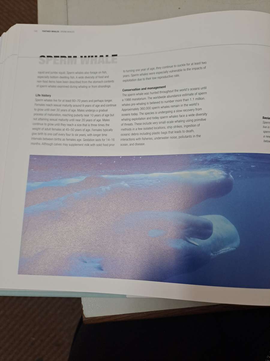 WHALES DOLPHINS & PORPOISES