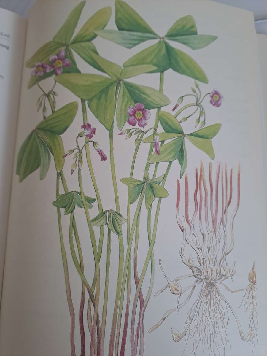 WEEDS OF CROPS AND GARDENS IN SOUTHERN AFRICA.