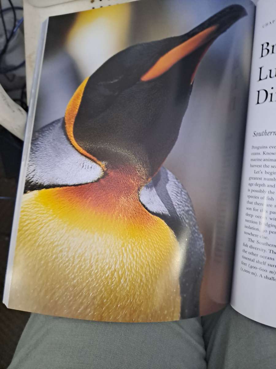 PENGUINS OF THE WORLD.  By W Lynch